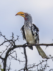 Southern yellow billed hornbill