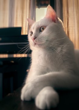gato branco com orelha rosa e com detalhes macro do bigode