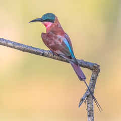 Southern carmine bee eater
