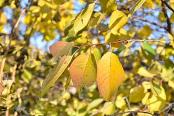 Autumn leaves on a background of trees.