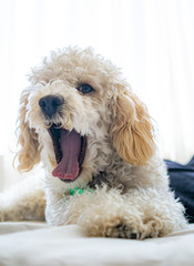 White dog poodle in bed