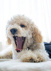 White dog poodle in bed