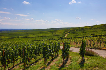 Fototapeta premium the old town of Eguisheim