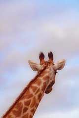 girafa olhando para o céu e nada mais, fundo do céu e apenas o pescoço da girava pensativa 