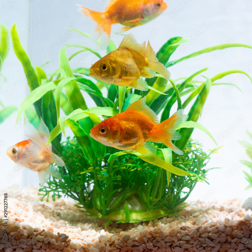 Wall mural Gold fish or goldfish floating swimming underwater in fresh aquarium tank with green plant.