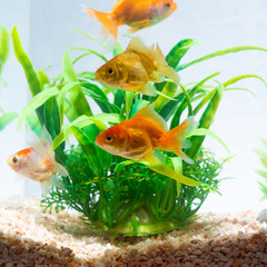 Gold fish or goldfish floating swimming underwater in fresh aquarium tank with green plant.