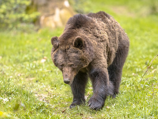 Obraz na płótnie Canvas Walking European brown bear