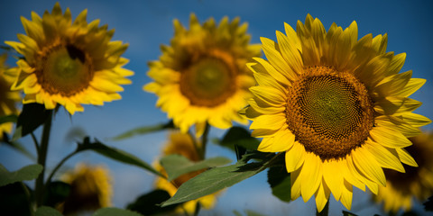 Panorama of sunflowers on background blue sky