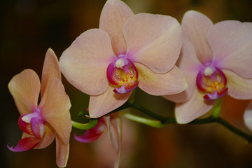 Fototapeta na wymiar Branch with several pink orchids flower