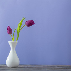 two tulips in vase on violet background