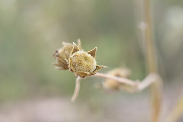 Dried flowers in nature