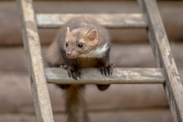 Stone marten on ladder