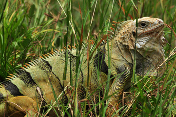 Green lizard or iguana on sunny summer day sits in grass on natural background