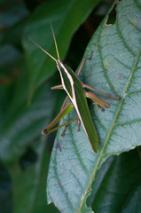 Green grasshopper on leaf. Amazonas, Colombia