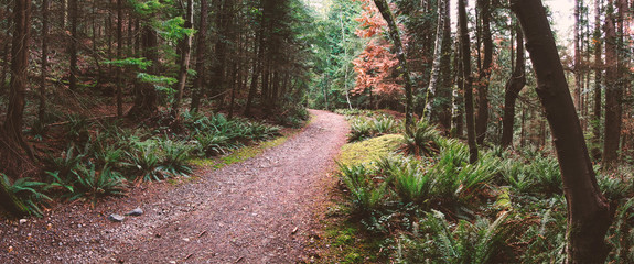 Magical fairy forest scenes with light rays and beautiful sunsets of Howe Sound and Mt. Gardner on Bowen Island with lush ferns and dark shadows.  Close to Vancouver BC Canada.