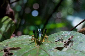 Multicolored grasshopper on leaf. Amazonas, Colombia 
