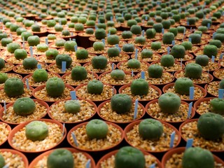 Collection of cactus plants in pots. Small ornamental plant. Selective focus