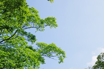 Fototapeta premium 見上げた葉と空の風景