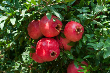 Red pomegranate trees with full of fruits