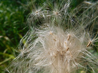 Tragopogon flower seed fluff macro