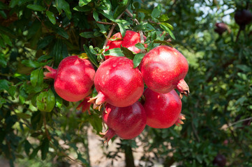 Red pomegranate trees with full of fruits