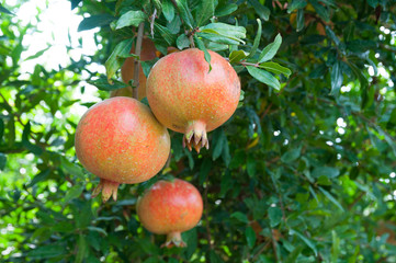 Red pomegranate trees with full of fruits