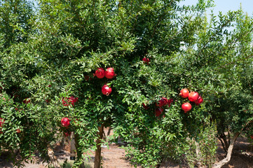 Red pomegranate trees with full of fruits