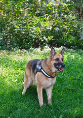 pastor alemão no parque fundo verde vegetação língua de fora 