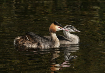 A beautiful Great crested Grebe, Podiceps cristatus, and its cute baby are swimming on a fast flowing river. They have been diving under the water catching fish.