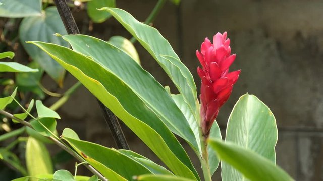 Bromeliad or vriesea splendens flower in green garden