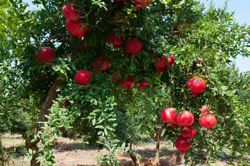 Red pomegranate trees with full of fruits