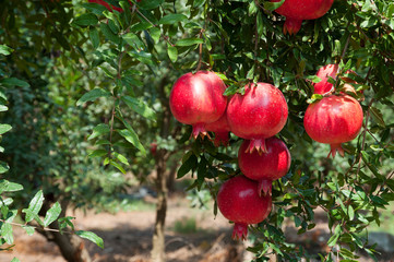Red pomegranate trees with full of fruits - Powered by Adobe