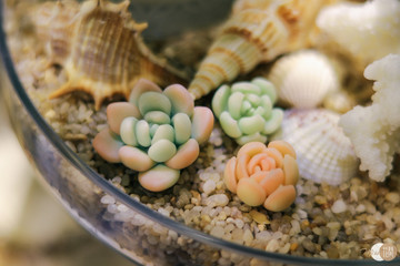 多肉植物のクローズアップ