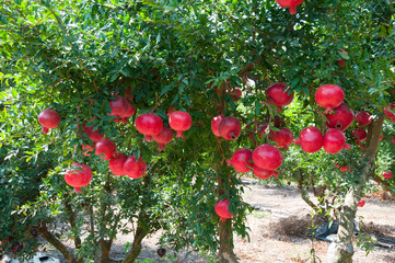 Red pomegranate trees with full of fruits