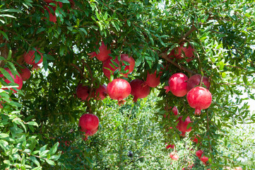 Red pomegranate trees with full of fruits