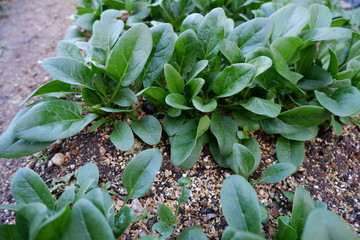 我が家の野菜畑