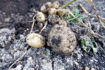我が家の野菜畑