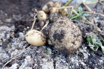 我が家の野菜畑