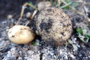 我が家の野菜畑