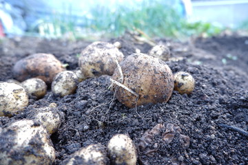 我が家の野菜畑