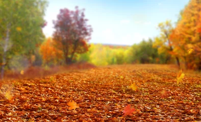Foto op Plexiglas Baksteen Prachtig herfstlandschap met bomen en zon. Kleurrijk gebladerte in het park. Vallende bladeren natuurlijke achtergrond. Herfst seizoen concept