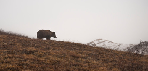 Fototapeta na wymiar A lonely bear staring at the snow mountain