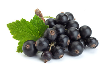 Black currant berries closeup