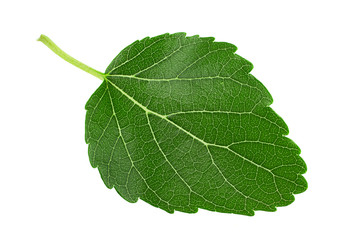 Mulberry leaf closeup