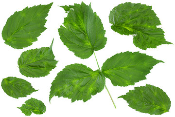 Cumberland leaf closeup collection