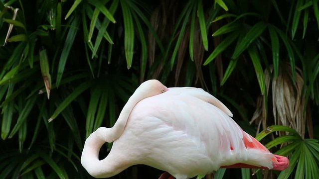 portrait of a flamingo standing.