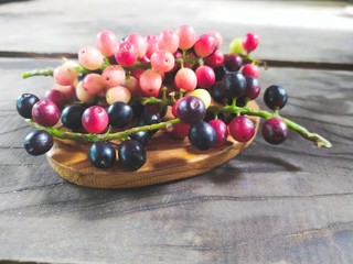 antidesma thwaitesianum on wood background design concept in rustic