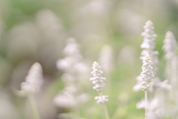 Fototapeta premium white flowers in spring