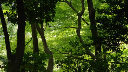 小石川後楽園の風景