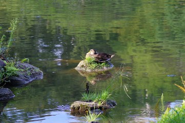 池の中の岩で休んでいる鴨